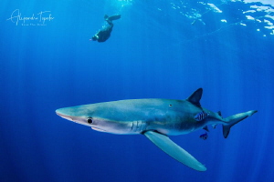 Blue Shark and Diver, Cabo San Lucas Mexico by Alejandro Topete 